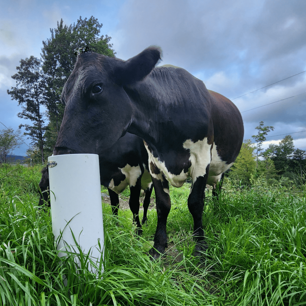 Drinking Post Automatic Waterers