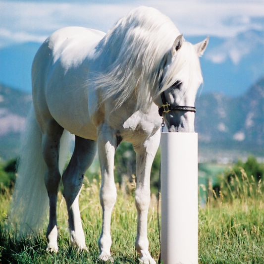 Drinking Post Automatic Waterers