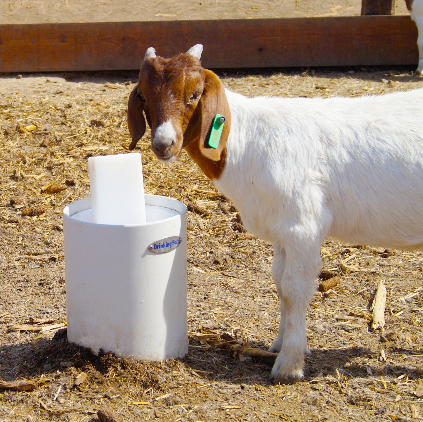 Drinking Post Automatic Waterers