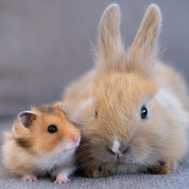 Small Animal