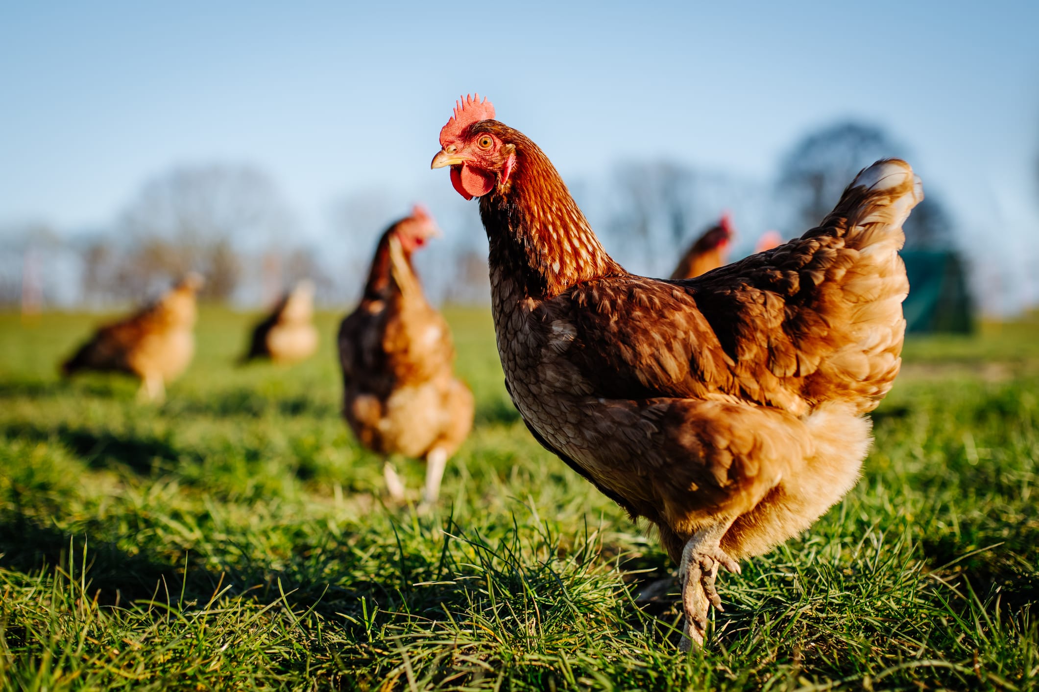 Understanding Poultry Nutrition: Expert Insights from Fertrell’s Animal Nutrition Consultant