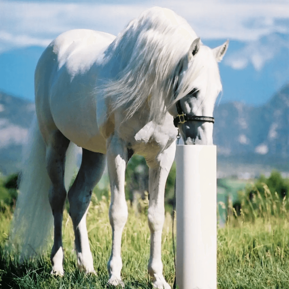 Drinking Post 8' Waterpost for Horse