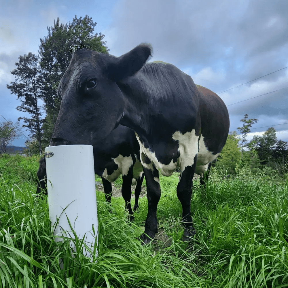 Drinking Post 7' Waterpost for Cattle
